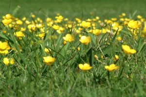 bermuda buttercup control