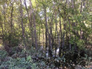 flooded timber stand