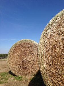 Cover photo for NC Hay Samples Rank High at the Southeastern Hay Contest