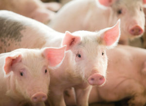 Cover photo for Animal Waste Operators Continuing Education Opportunity