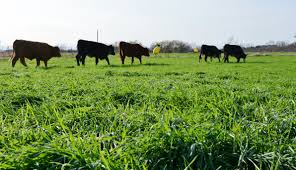 Cover photo for Webinar Series for Pasture Management