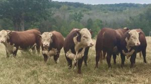 Cover photo for 2022 Northeast District Beef Conference