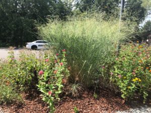 Cover photo for Master Gardener Volunteers in Orange County Recognized for Stormwater Garden Project