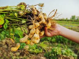 Cover photo for CFAP 2 - Additional Assistance for Agricultural Producers