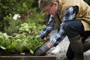 senior adult picking lettuce