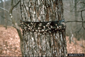 Cover photo for 'tis the Season to Hang Sticky Bands to Prevent Cankerworm