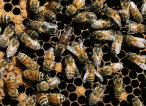 Queen Bee and Workers