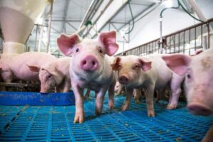 Cover photo for Northeast Regional Pork Conference