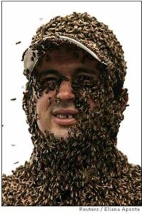 Cover photo for What Is a Bee Swarm?
