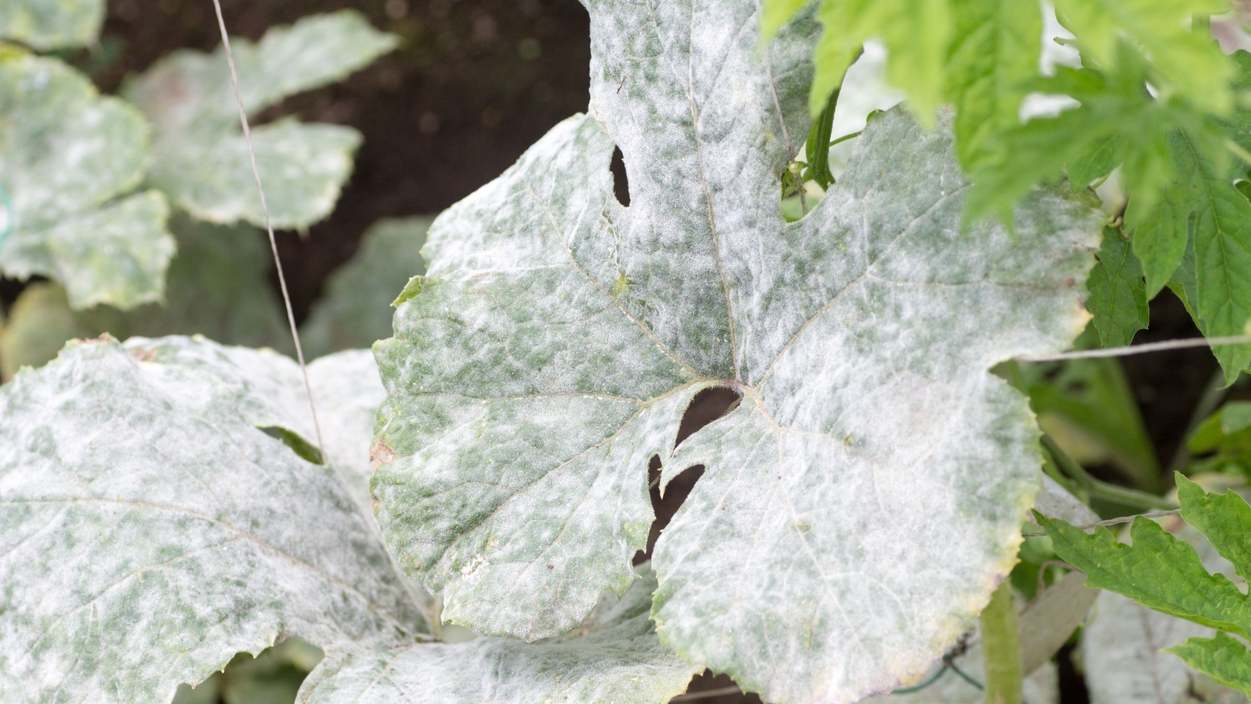 Treat Powdery Mildew Using Homemade And Organic Remedies, 48% OFF