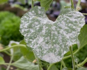 Cover photo for Powdery Mildew
