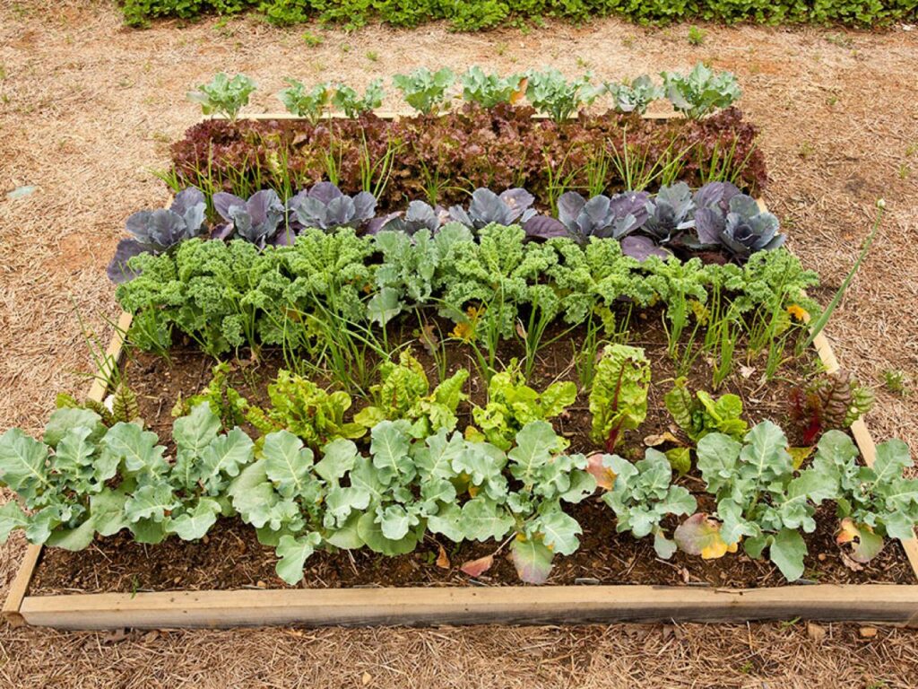Fall vegetables planted in rows in a box.