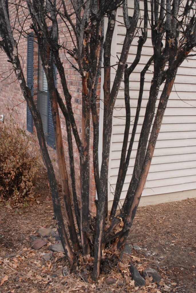 Crape myrtle covered in black spots.