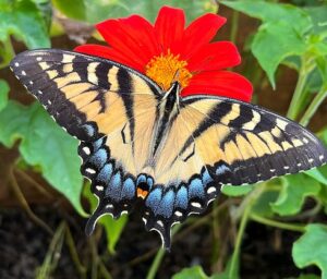 Cover photo for Gardening for Wildlife Using the EG Plant Toolbox