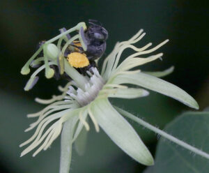 Passionflower bee collecting pollen on yellow passionflower.