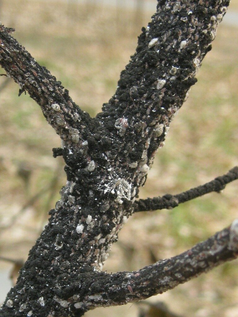 Black and white scales on Crape Myrtle