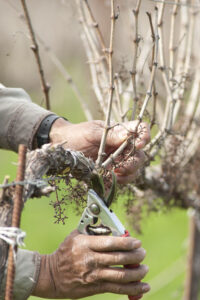 Cover photo for Grape and Blueberry Pruning Time!