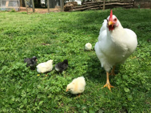 chicken and chicks in backyard