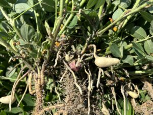 Cover photo for Initiating Fungicide Sprays Peanut Notes No. 135 2025