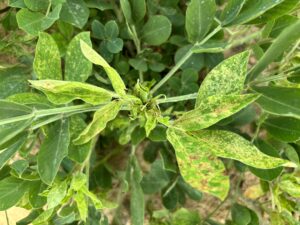 Cover photo for Tomato Spotted Wilt Peanut Notes No. 138 2025
