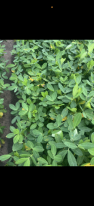 Cover photo for Chemical Injury Versus Leaf Spot Peanut Notes No. 169 2025